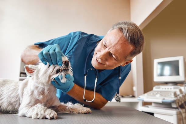 Best Mobile Emergency Dentist in Wanamassa, NJ